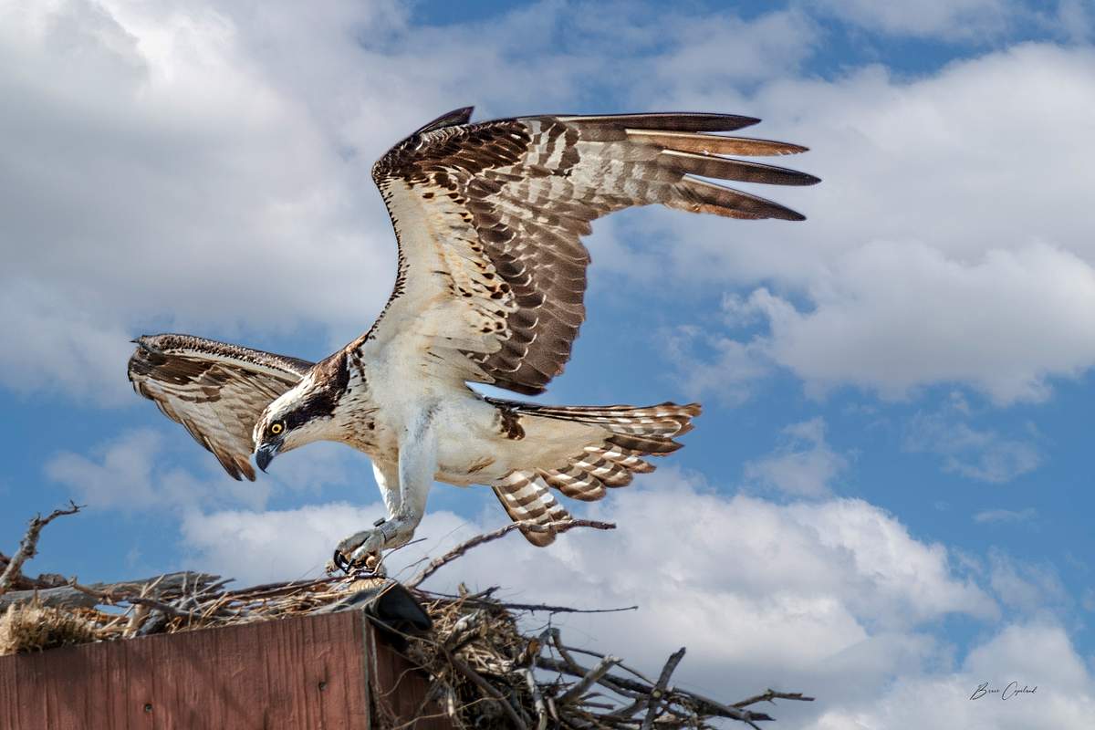 Nature Raptor Force Raptors - Bruce Copeland Nature & Landscape Photography