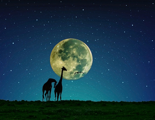 Masai Giraffe pair and evening sky - Africa - Lynda Goff Photography