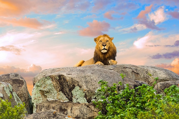 Lion-Mufasa - Africa - Lynda Goff Photography