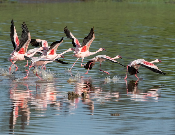 Lesser Flamingo - Ndutu, Tanzania - Africa - Lynda Goff Photography 