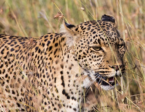Leopard female taking a break from her cubs.  Serengeti - Africa - Lynda Goff Photography