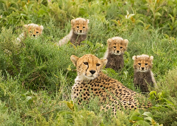 Cheetah-347-Edit-1265-PSedit - Africa - Lynda Goff Photography