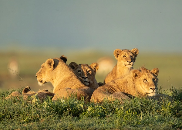 Lion Family at Dawn - Ngorongoro Crater - Lynda Goff Photography 