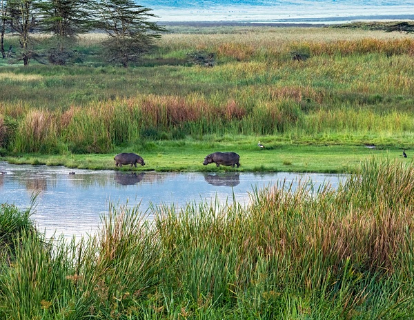 Hipopotamus pool - Ngorongoro Crater - Africa - Lynda Goff Photography 