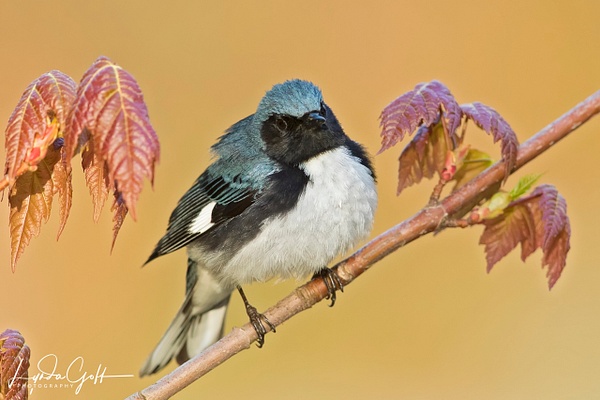 Black-throated Blue Warbler-21_60I8042-715 - Lynda Goff Photography