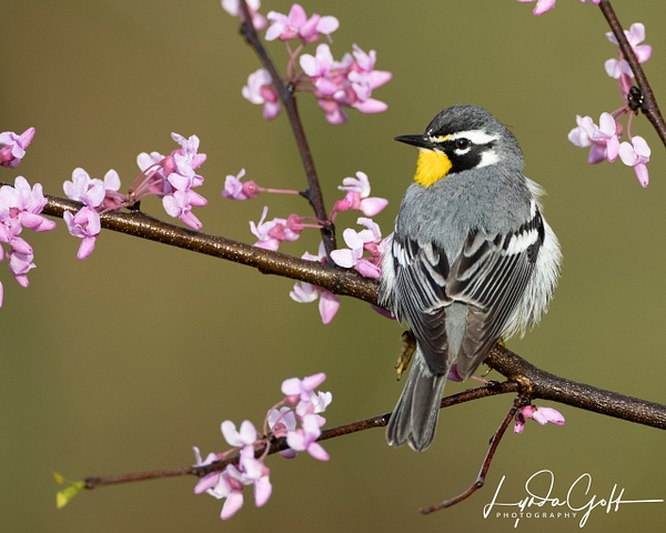Yelllow-throated Warbler-36_60I9036 - Lynda Goff Photography