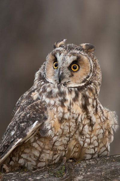Long-eared Owl - Lynda Goff Photography