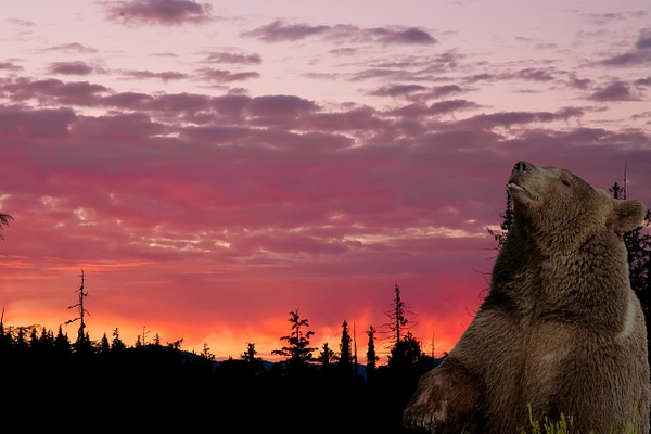 Grizzly Bear - Alaska - Lynda Goff Photography