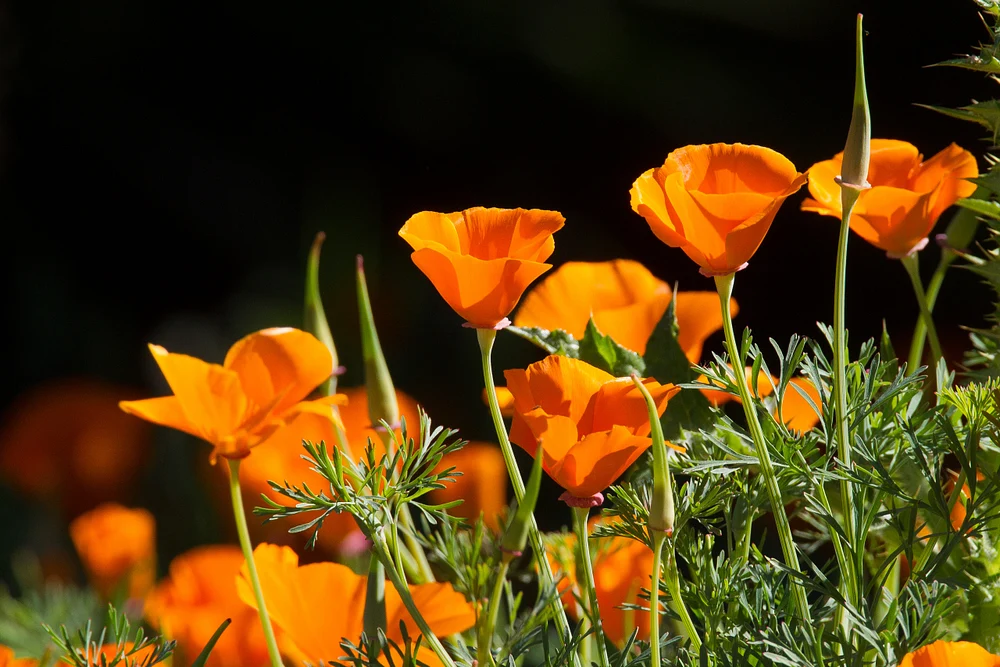 California poppies