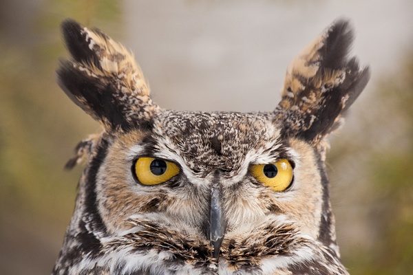 Great-horned Owl - Home - Lynda Goff Photography