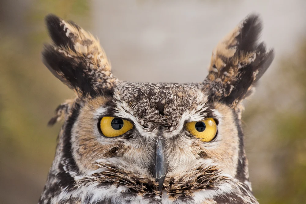 Great-horned Owl