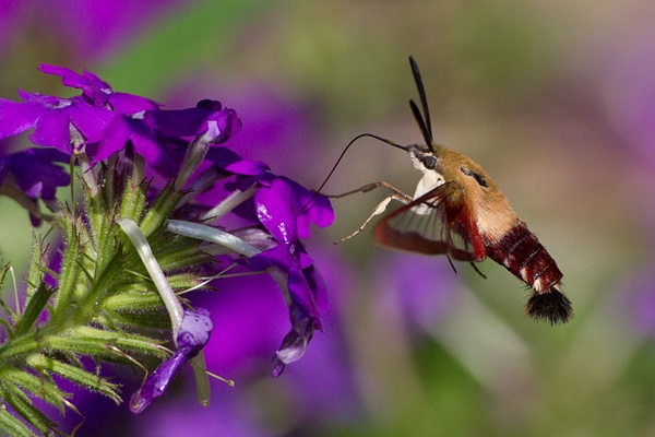 Hummingbird Clearwing Moth - Lynda Goff Photography
