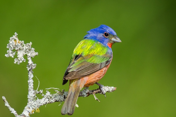 Painted Bunting - Lynda Goff Photography