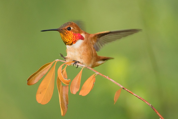 Rufous Hummingbird - male 65 - Lynda Goff Photography