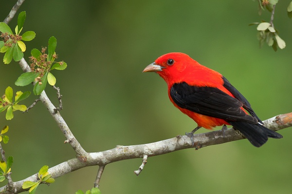 Scarlet Tanager - Lynda Goff Photography