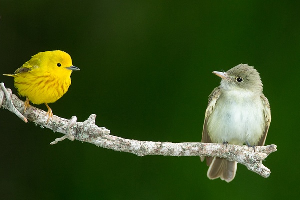 Acadian Flycatcher and Yellow Warbler-8 - Lynda Goff Photography
