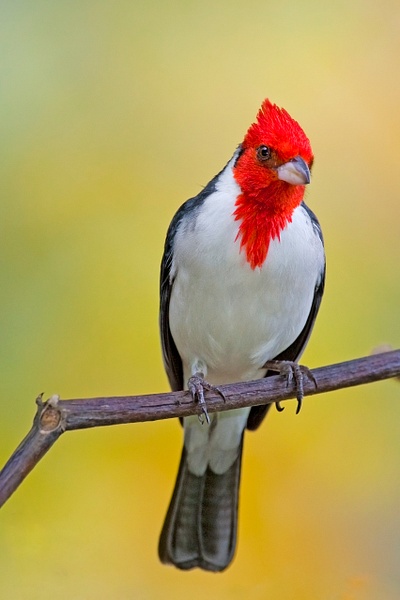Red-crested Cardinal-9 - Lynda Goff Photography