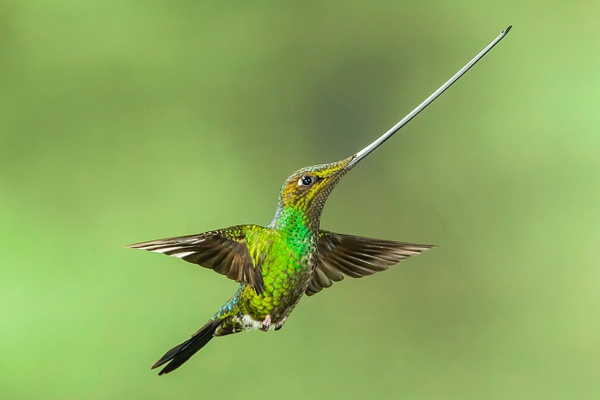 Sword-billed Hummingbird-1 - Lynda Goff Photography