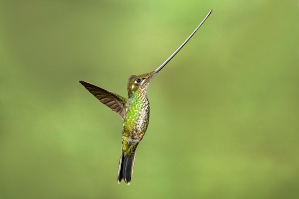 Sword-billed Hummingbird-2 - Lynda Goff Photography