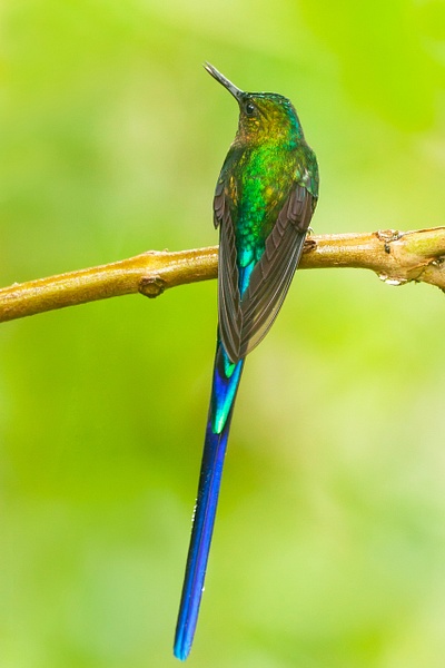 Violet-tailed Sylph-1 - Lynda Goff Photography