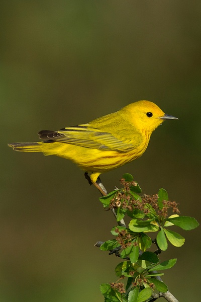 Yellow Warbler-21 - Lynda Goff Photography