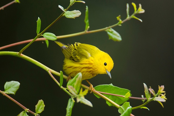 Yellow Warbler-26 - Lynda Goff Photography