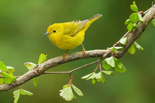Yellow Warbler-35 - Lynda Goff Photography