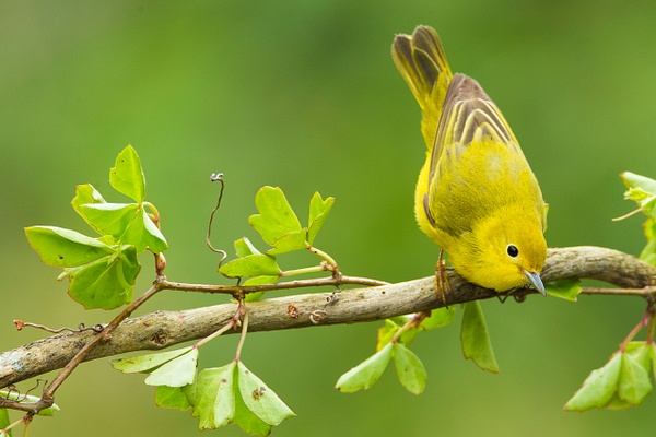 Yellow Warbler-36 - Lynda Goff Photography
