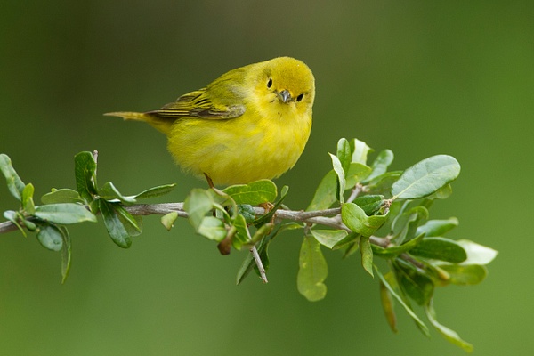 Yellow Warbler-37 - Lynda Goff Photography
