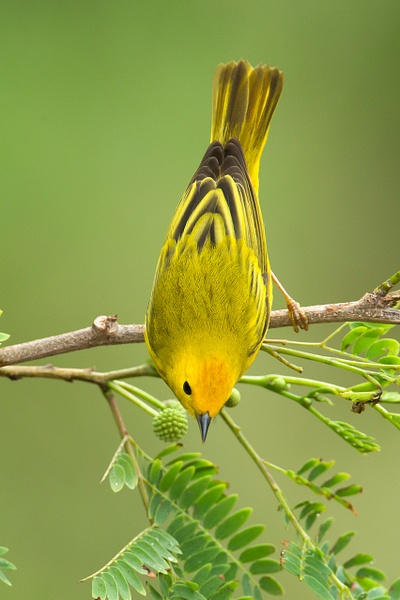 Yellow Warbler-53 - Lynda Goff Photography