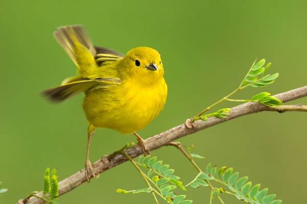 Yellow Warbler-59 - Lynda Goff Photography