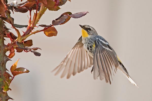 Yellow-rumped Warbler-104 - Lynda Goff Photography