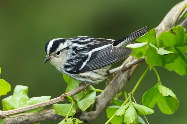 Blank-and-white Warbler-3 - Lynda Goff Photography