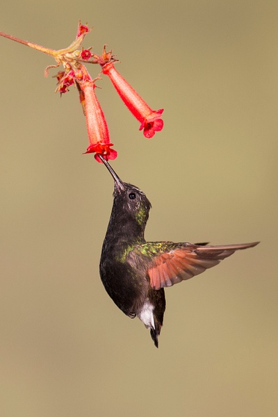 Black-bellied Hummingbird-29 - Lynda Goff Photography