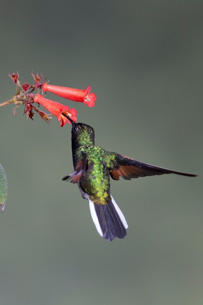 Black-bellied Hummingbird-24 - Lynda Goff Photography