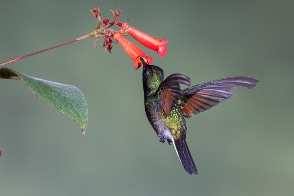 Black-bellied Hummingbird-26 - Lynda Goff Photography