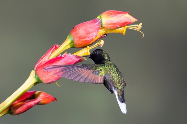 Black-bellied Hummingbird-17 - Lynda Goff Photography