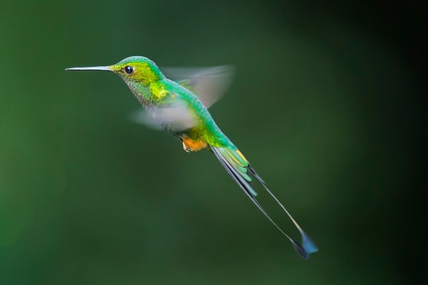Booted Racket-tail-1-Edit - Lynda Goff Photography