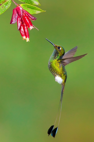 Booted racket-tail-7 - Lynda Goff Photography