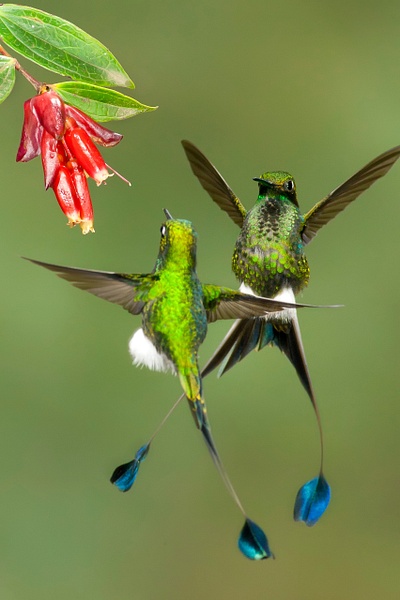 Booted racket-tail-9 - Lynda Goff Photography