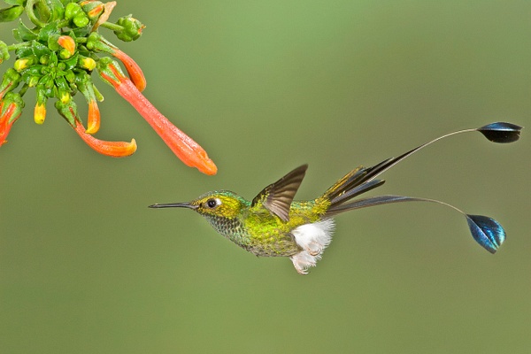 Booted racket-tail-13 - Lynda Goff Photography
