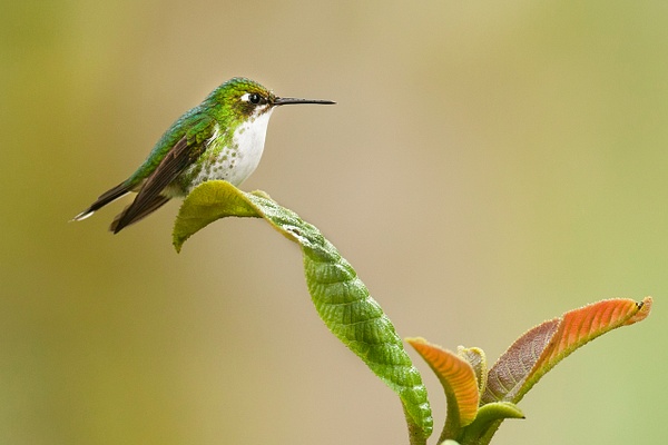 Booted racket-tail-15 - Lynda Goff Photography