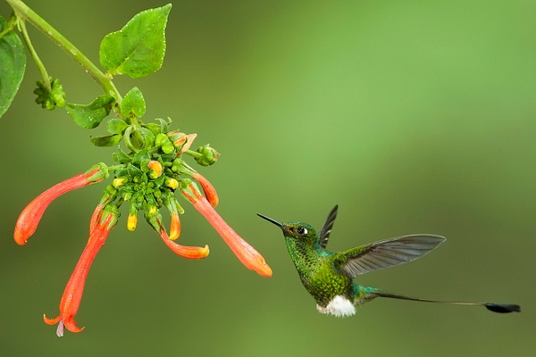 Booted racket-tail-14 - Lynda Goff Photography