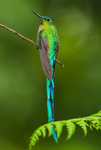 Long-tailed Sylph-4 - Lynda Goff Photography