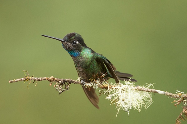 Magnificent Hummingbird-57 - Lynda Goff Photography