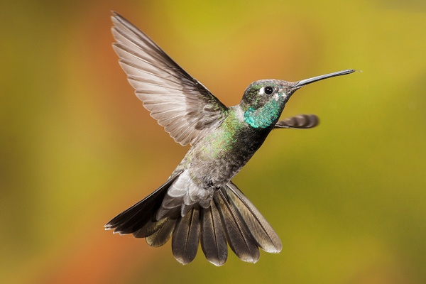 Magnificent Hummingbird-3 - Lynda Goff Photography