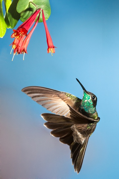 Magnificent Hummingbird-2 - Lynda Goff Photography