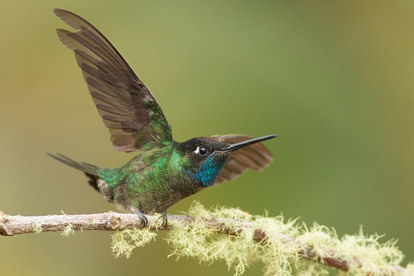 Magnificent Hummingbird-66 - Lynda Goff Photography