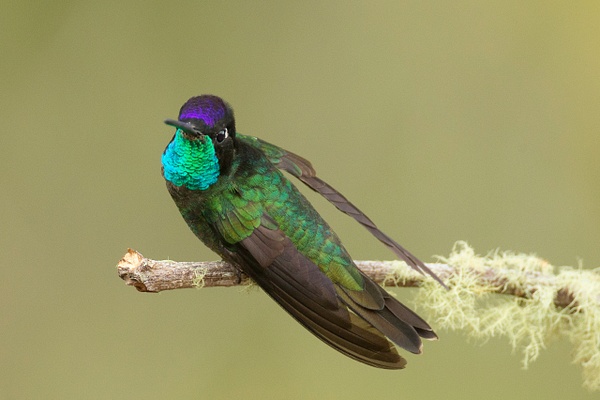 Magnificent Hummingbird-67 - Lynda Goff Photography