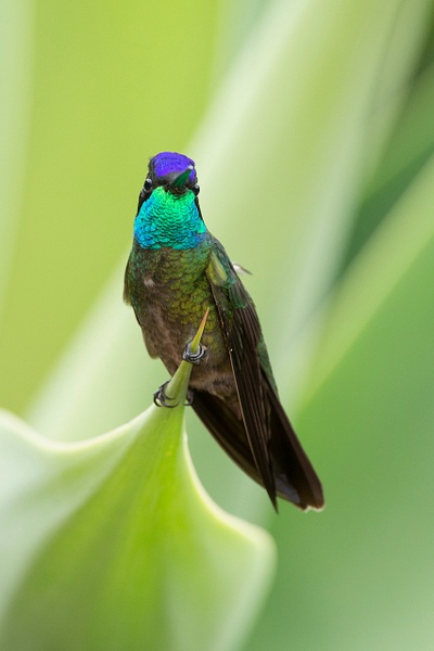 Magnificent Hummingbird-72 - Lynda Goff Photography
